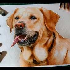 Bailey - Labrador Pencil Portrait Drawing - Clive Botha